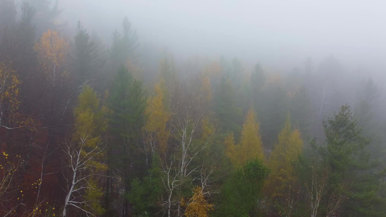 美国新罕布什尔州华盛顿山，秋天的雾云杉和枫树林视频素材