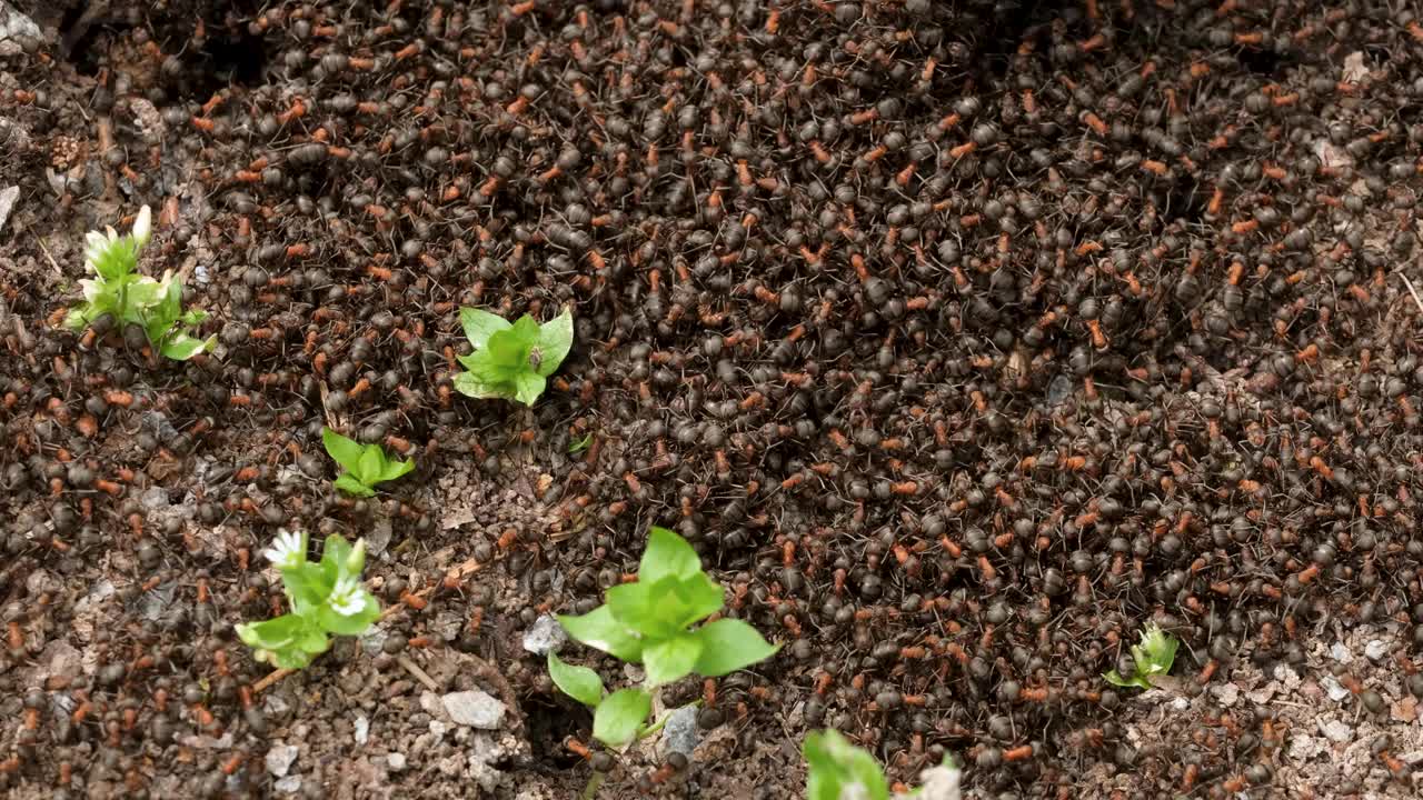 一群在地上爬行的红色森林蚂蚁视频下载