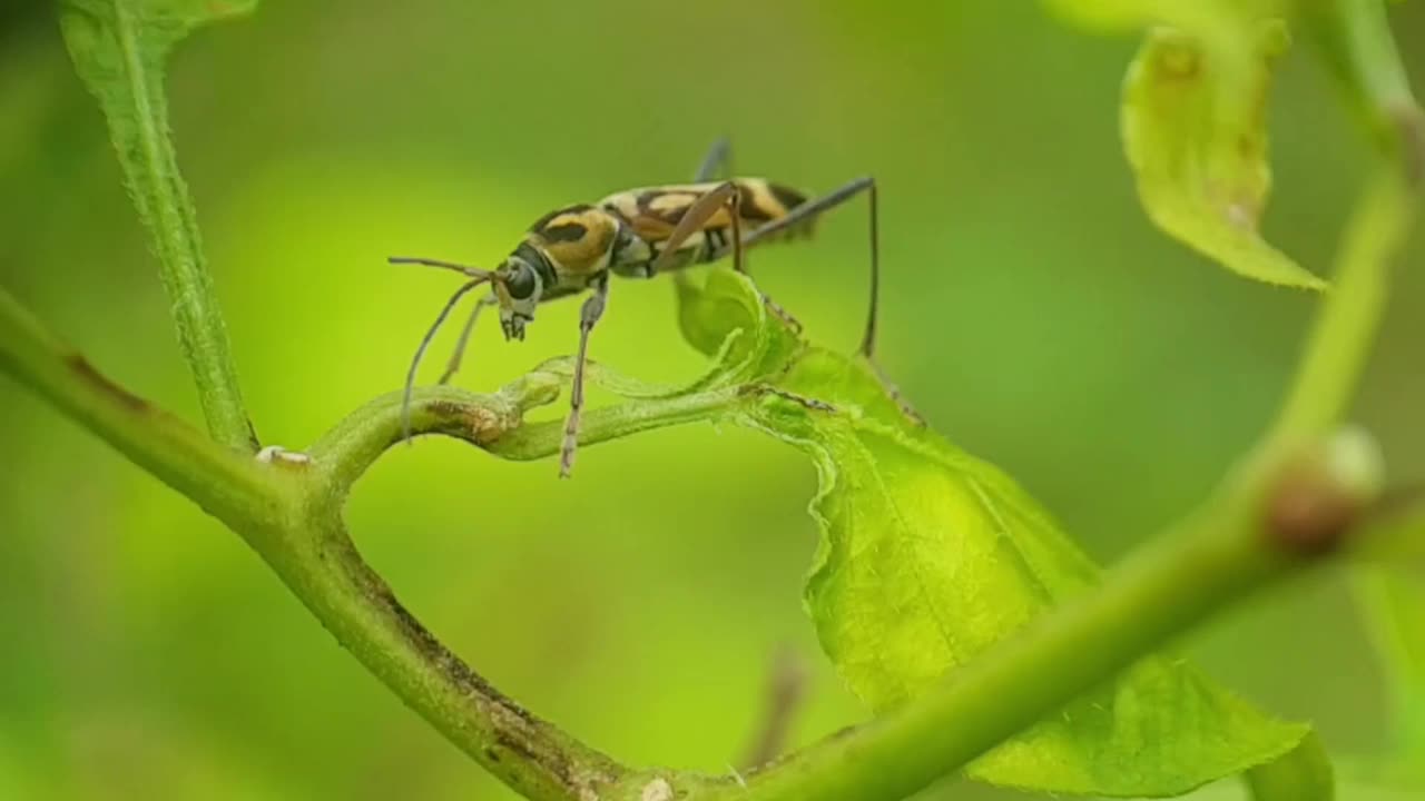 圆颈长角甲虫，或称为天牛，这种昆虫属于天牛科的一个属视频下载