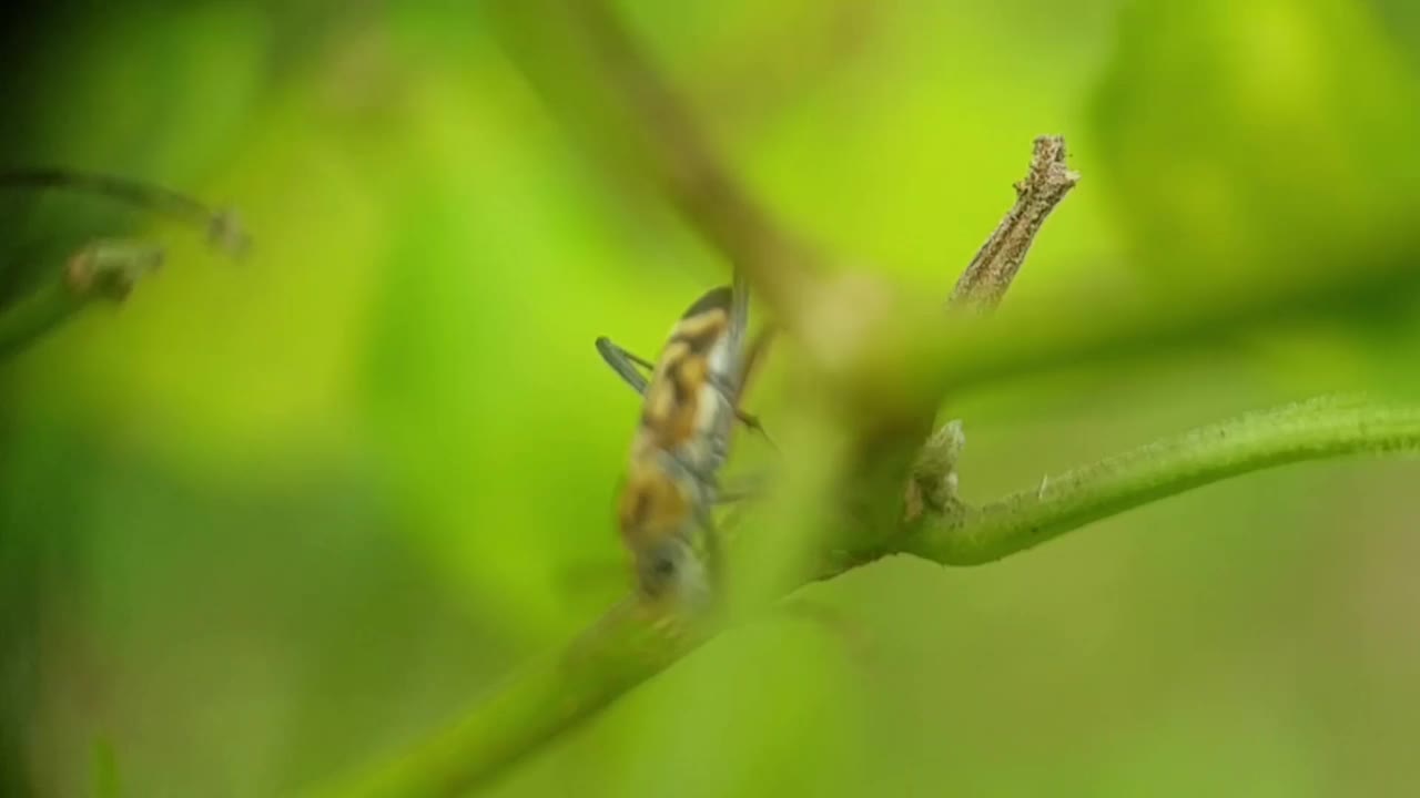 圆颈长角甲虫，或称为天牛，这种昆虫属于天牛科的一个属视频素材