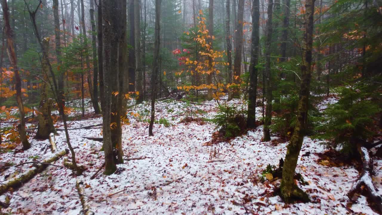 美国新罕布什尔州华盛顿山附近的深雪云杉树林视频素材