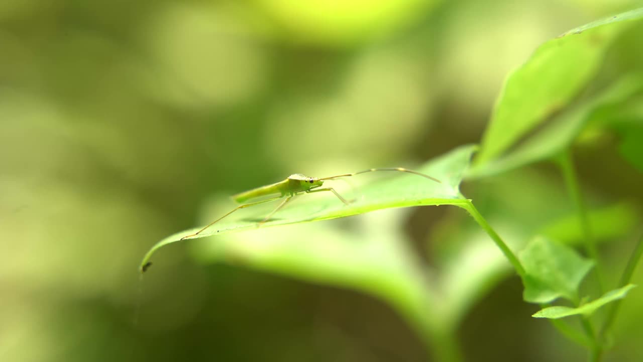 一只昆虫坐在叶子上视频素材