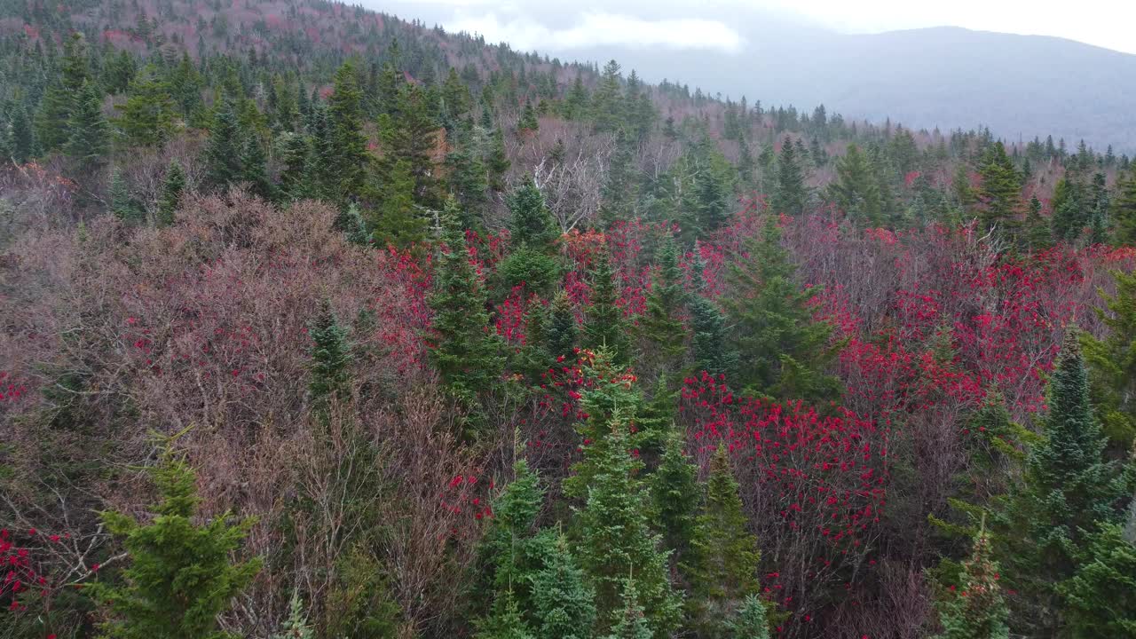 美国新罕布什尔州华盛顿山的空中彩色云杉森林视频素材