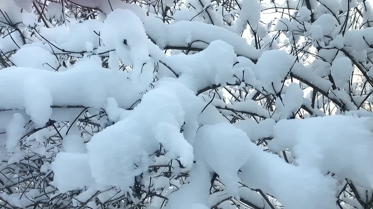 雪从树枝上飘落下来。视频素材