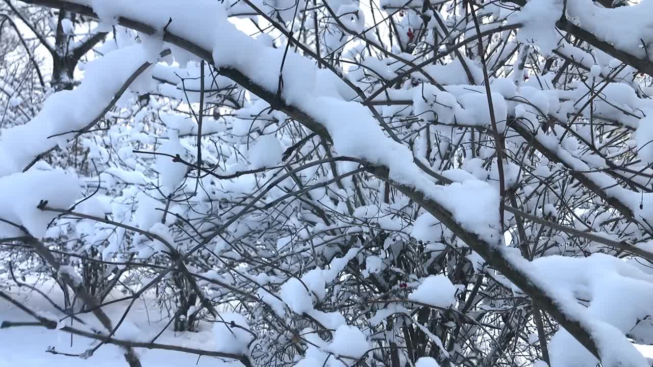 雪从树枝上飘落下来。视频素材