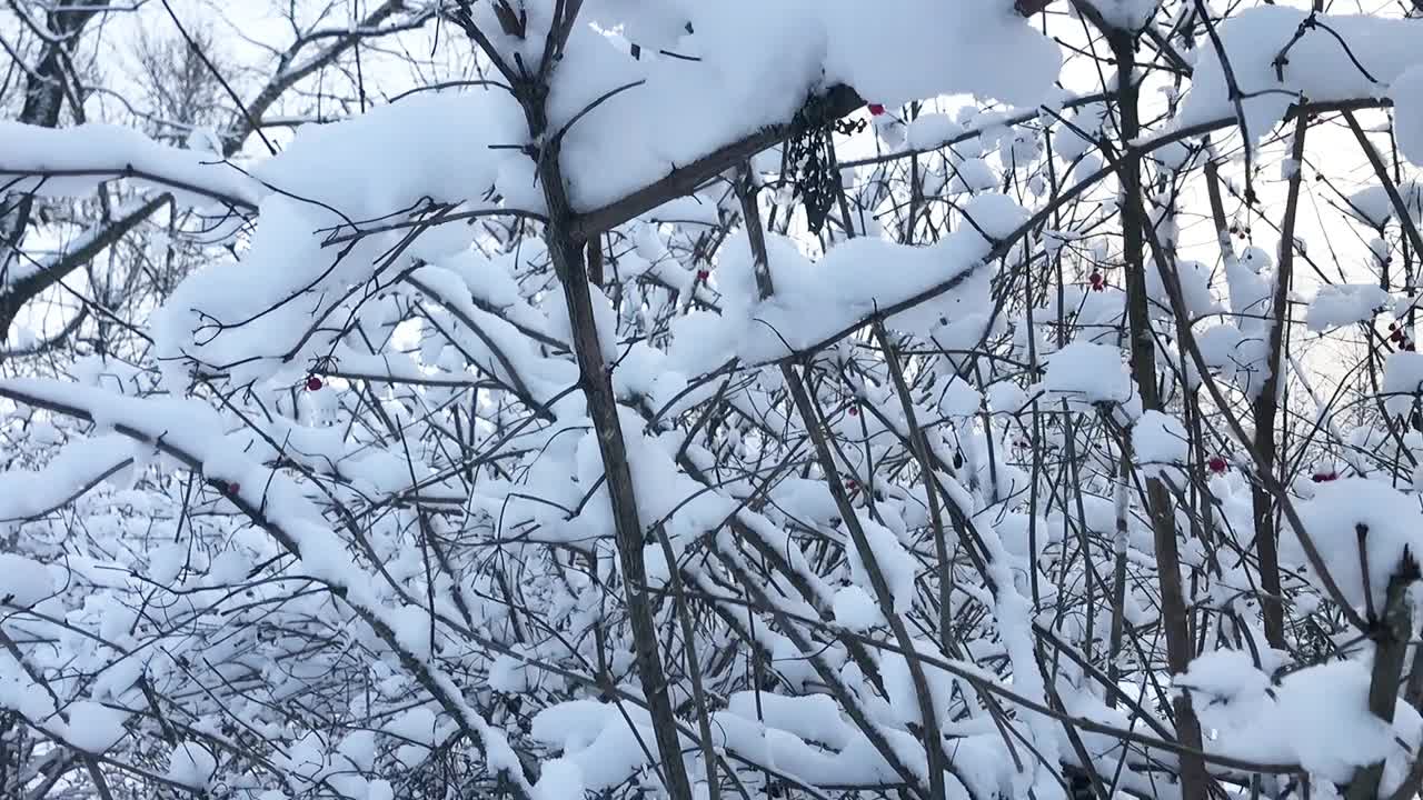 雪从树枝上飘落下来。视频素材