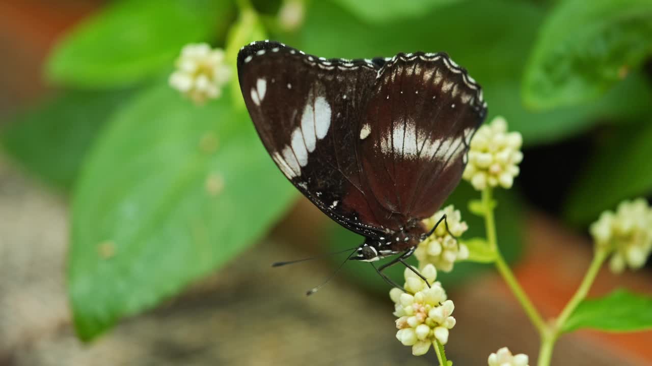 蝴蝶采花视频素材