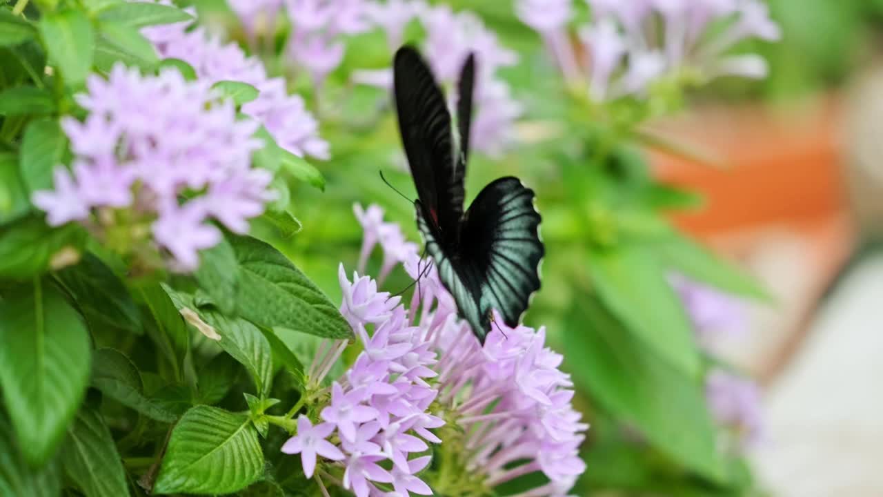 蝴蝶以花为食视频素材