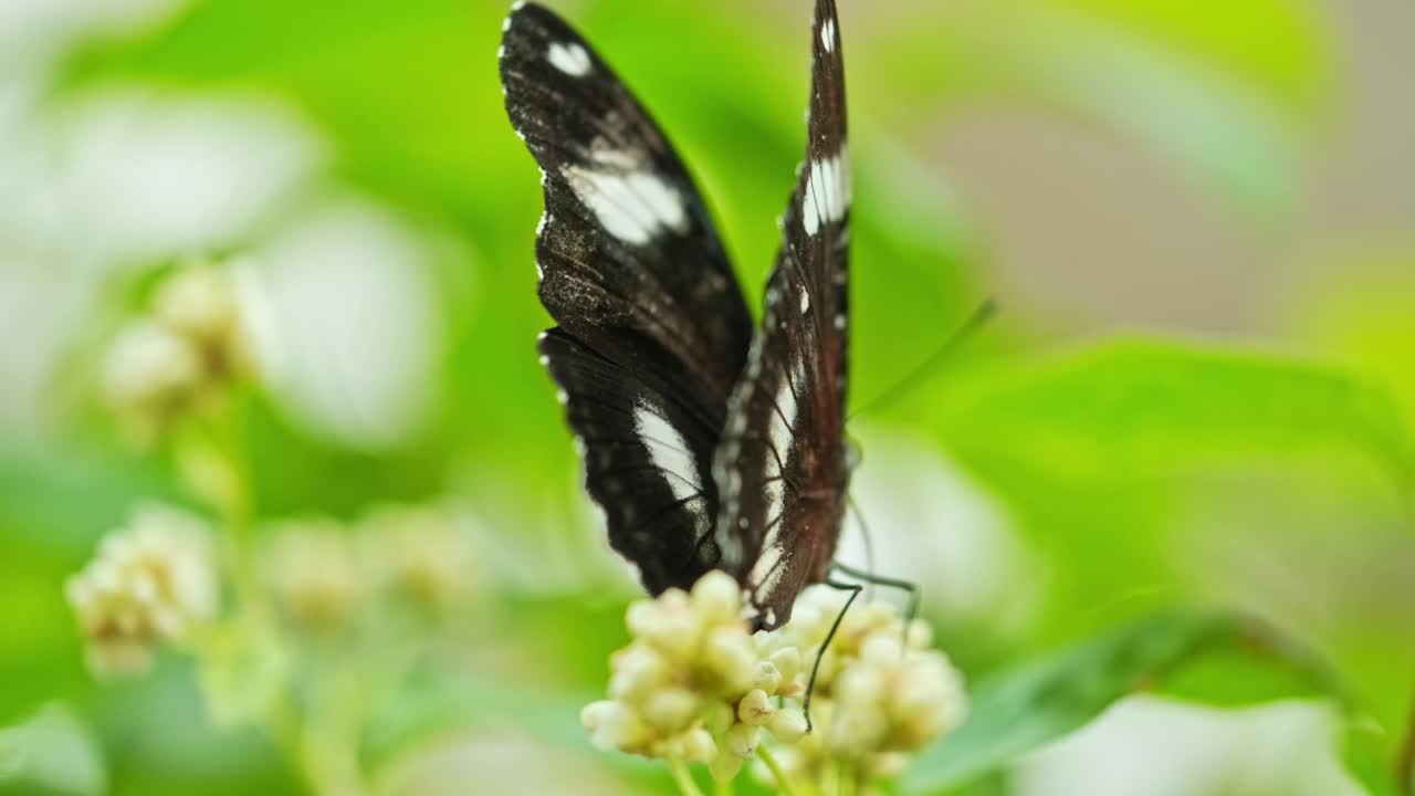 蝴蝶采花视频素材