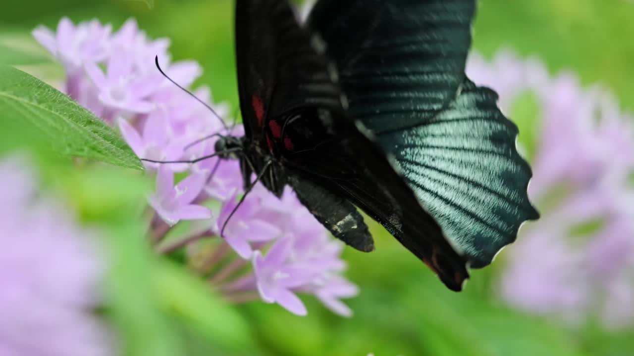 蝴蝶以花为食视频素材