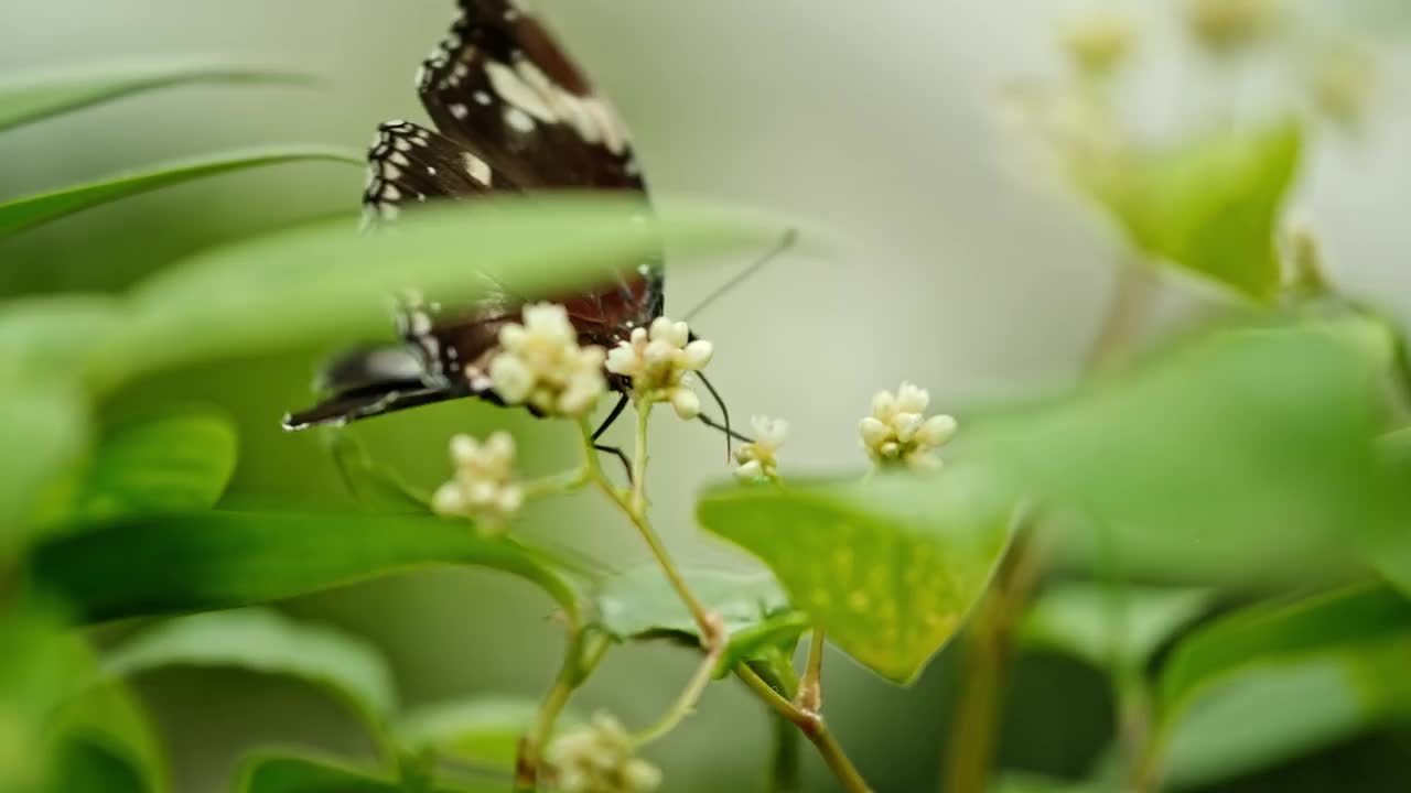 蝴蝶采花视频素材