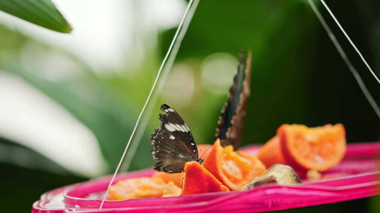 蝴蝶视频素材