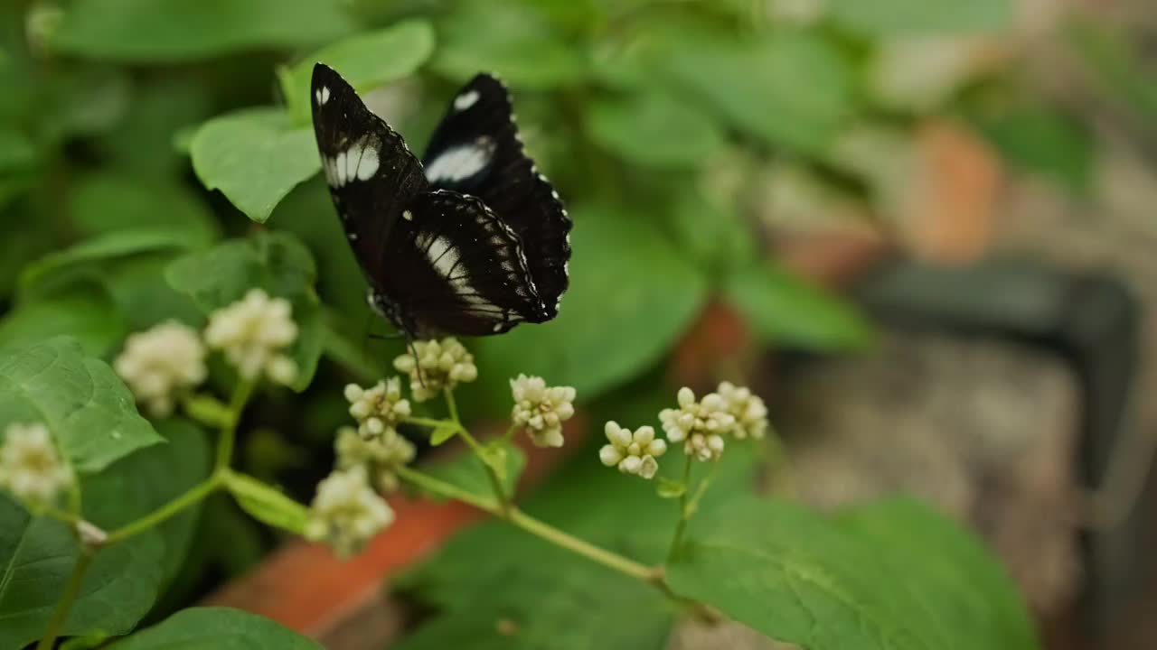 蝴蝶采花视频素材