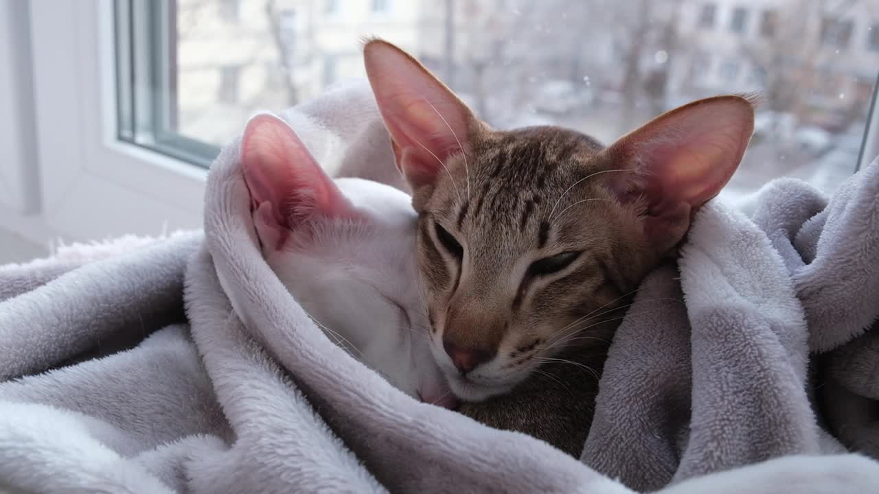 可爱的东方短毛白猫和虎斑小猫睡在一起。视频下载