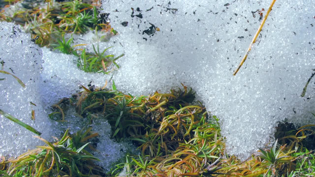 雪融化过程的特写镜头视频素材