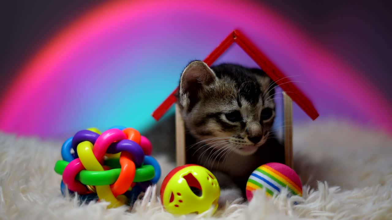 可爱的猫咪用心爱的玩具打盹。慢动作视频素材