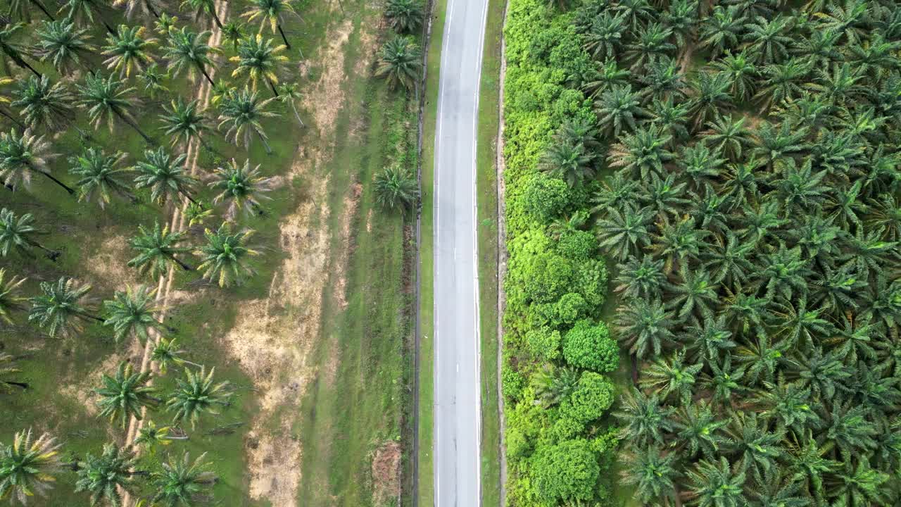 从空中俯瞰油棕种植园的柏油路视频素材