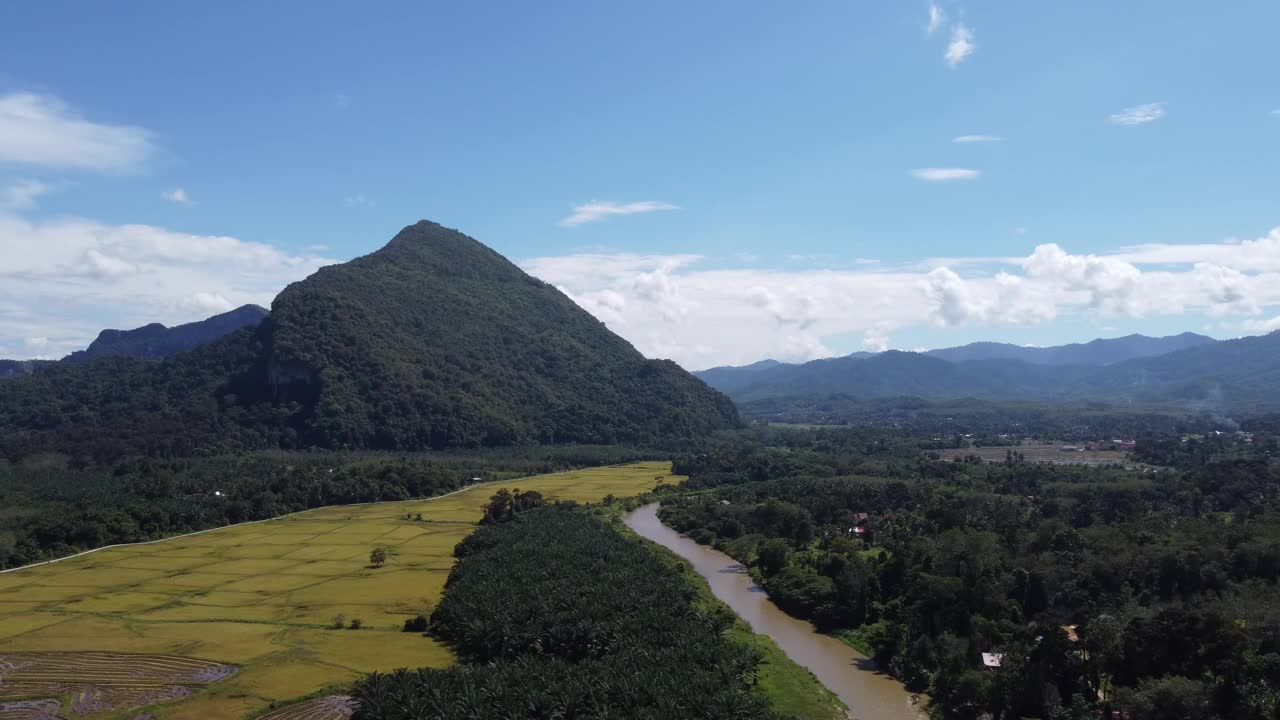 鸟瞰河边的黄色水田视频素材