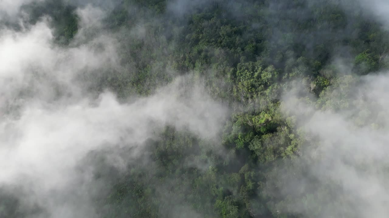 无人机拍摄的低云在早晨的森林风景视频素材