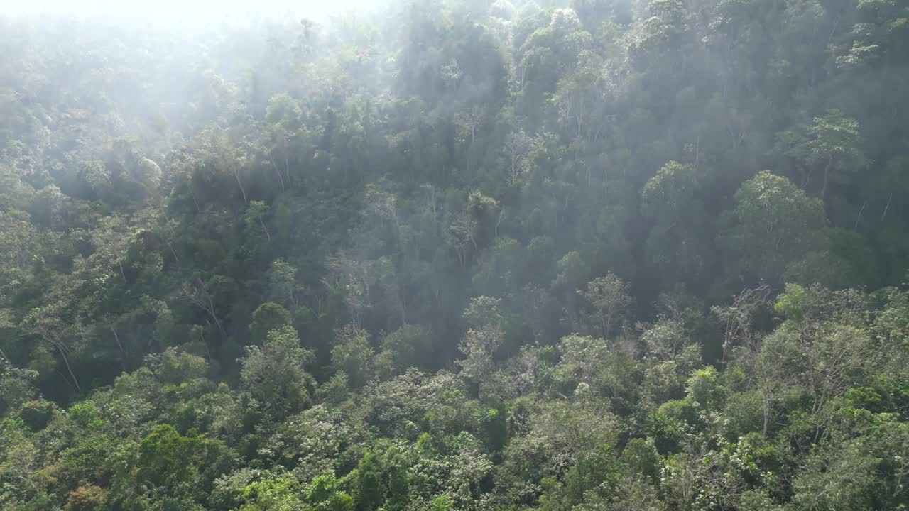 雾蒙蒙的雨林景观航拍视频素材