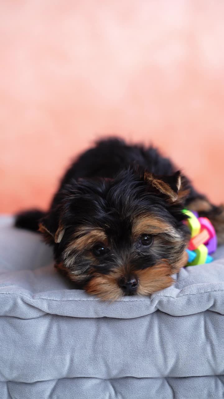 约克夏小猎犬坐在灰色枕头上。毛茸茸的，可爱的狗看着镜头。国内宠物。垂直视频视频素材