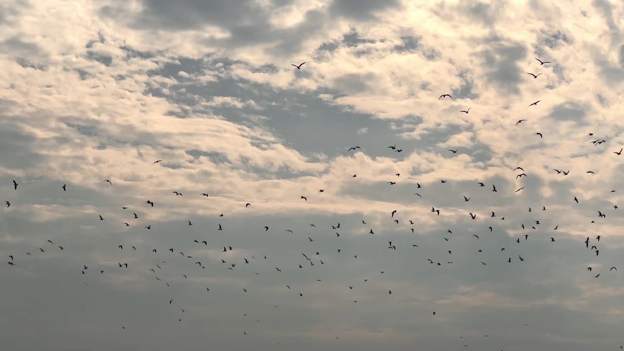 清晨，鸟儿在沙滩上飞翔视频素材