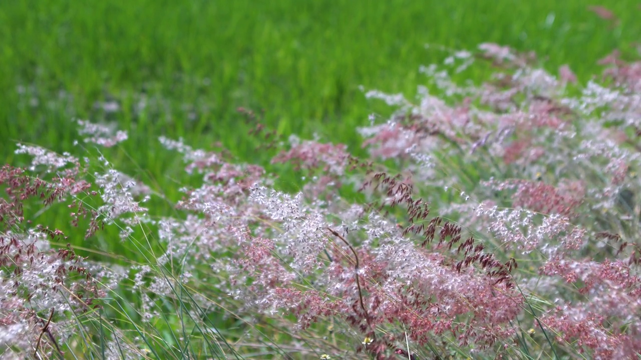 五颜六色的芦苇花视频下载