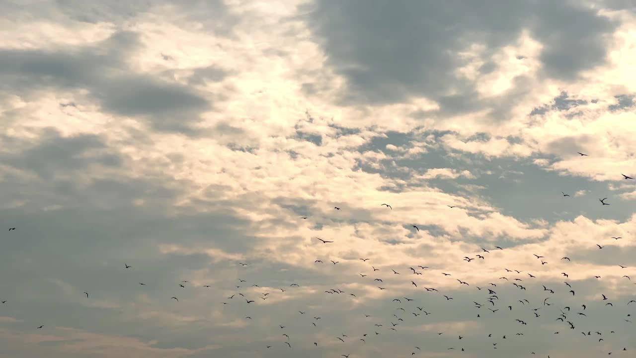 清晨，鸟儿在沙滩上飞翔视频素材