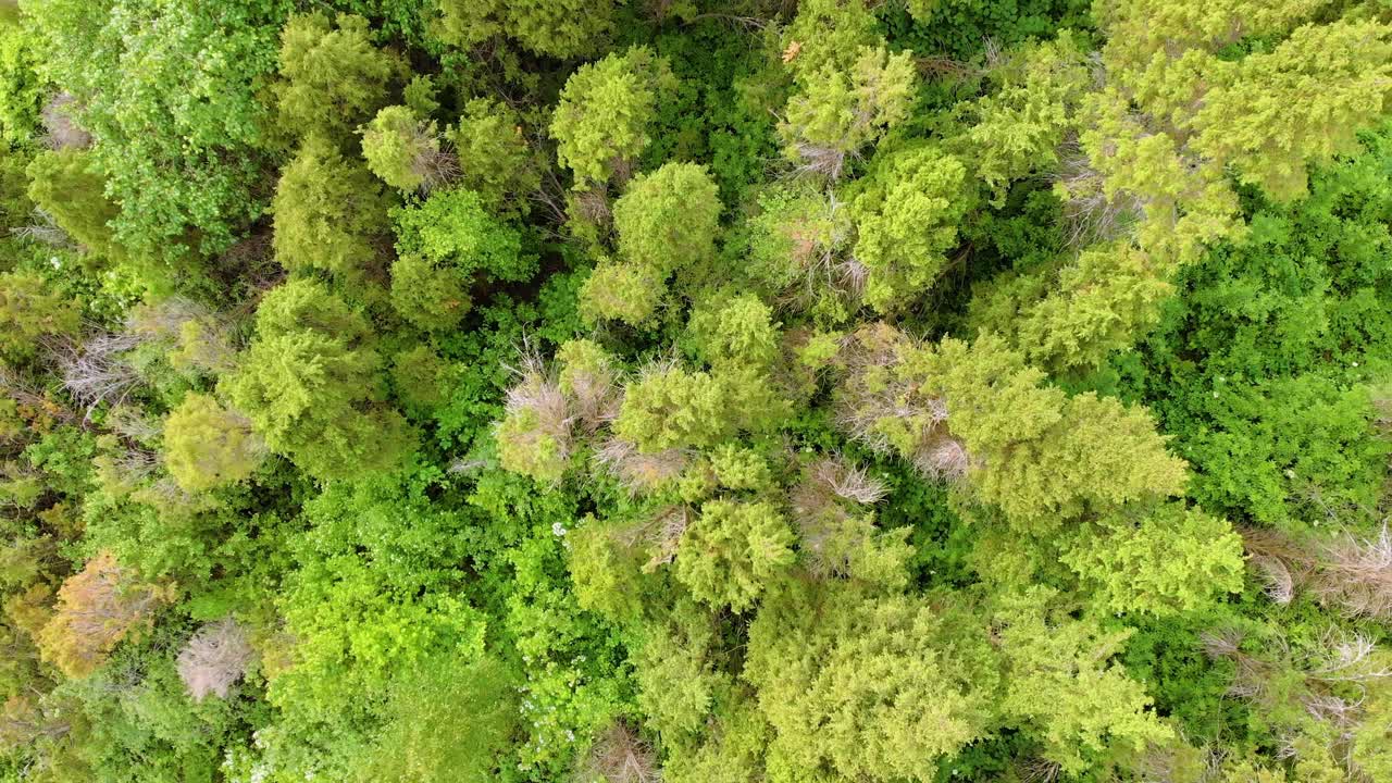 森林俯视图，景观全景视图夏季森林与四轴飞行器鸟瞰图视频素材