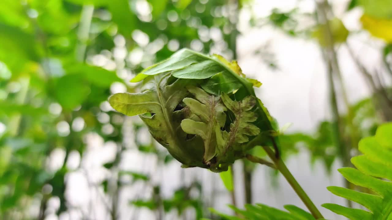 蚂蚁在树叶上筑巢视频素材