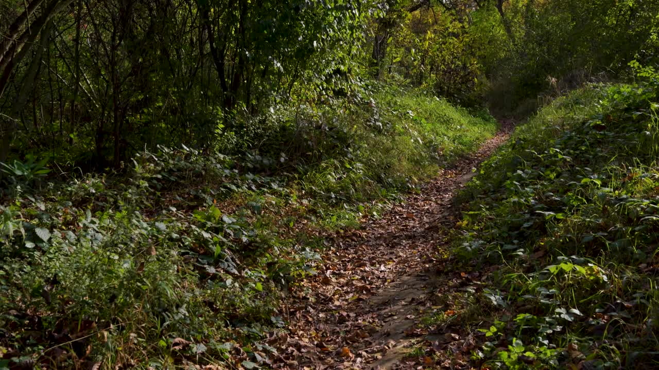 秋天森林里的路视频素材