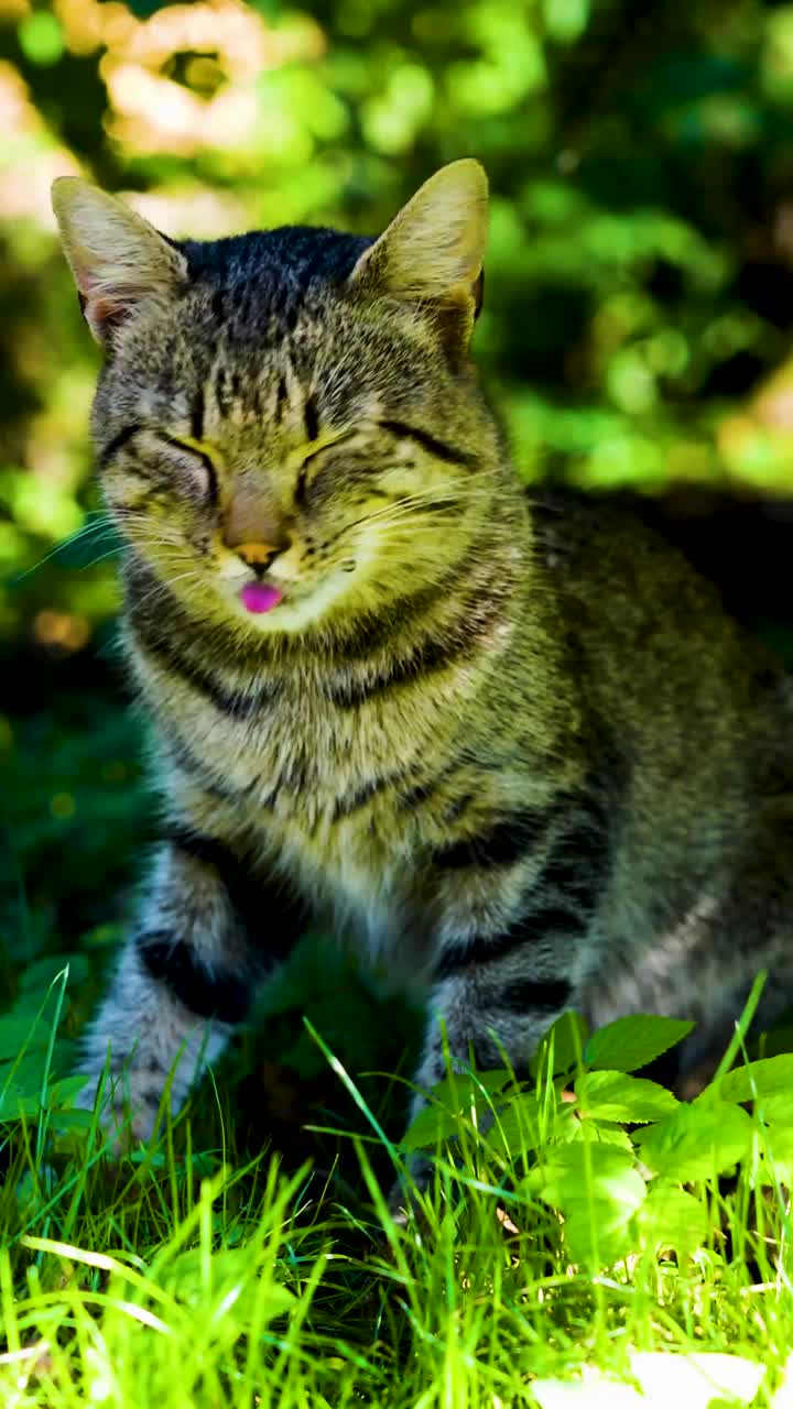 灰野猫食视频素材