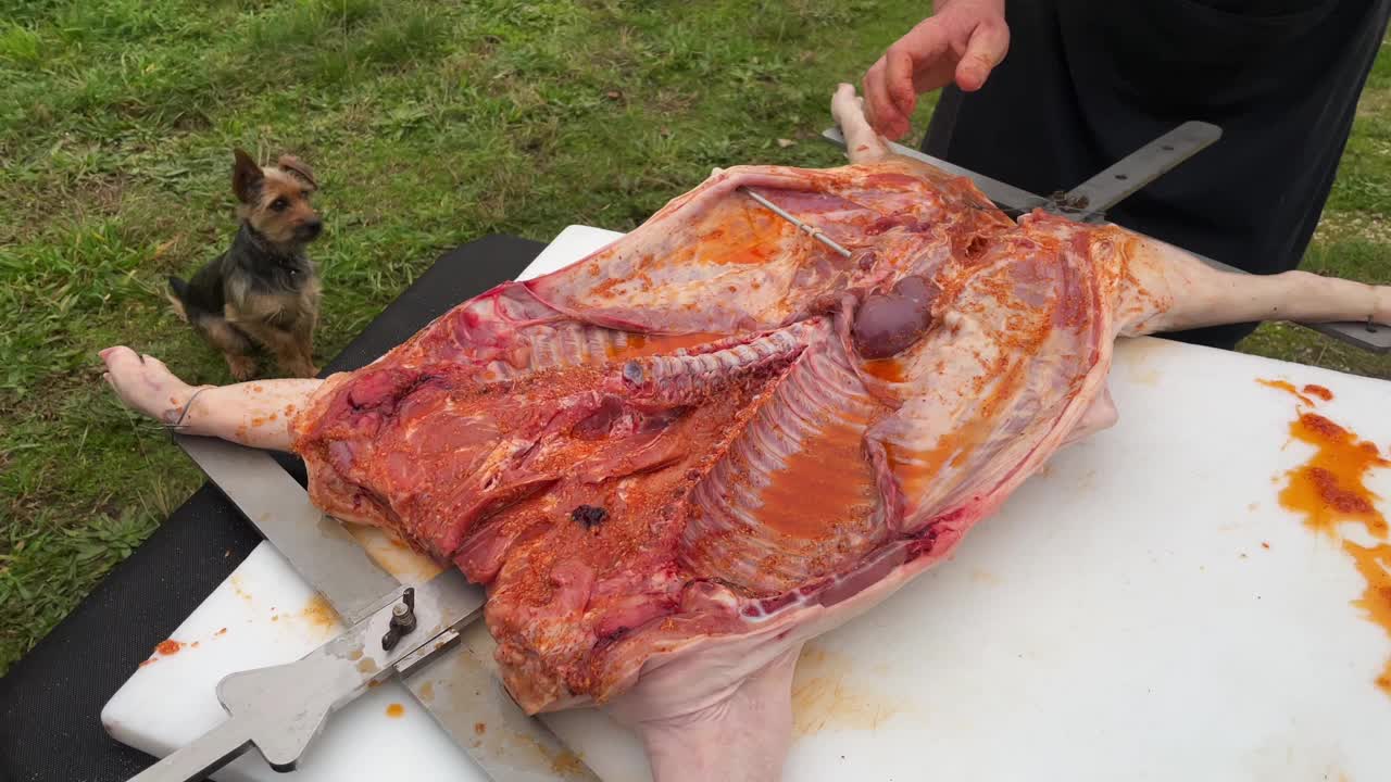 传统的阿根廷asado，准备用的小猪在柴火上慢煮，刷上辣酱，巴塔哥尼亚，阿根廷，法国视频素材