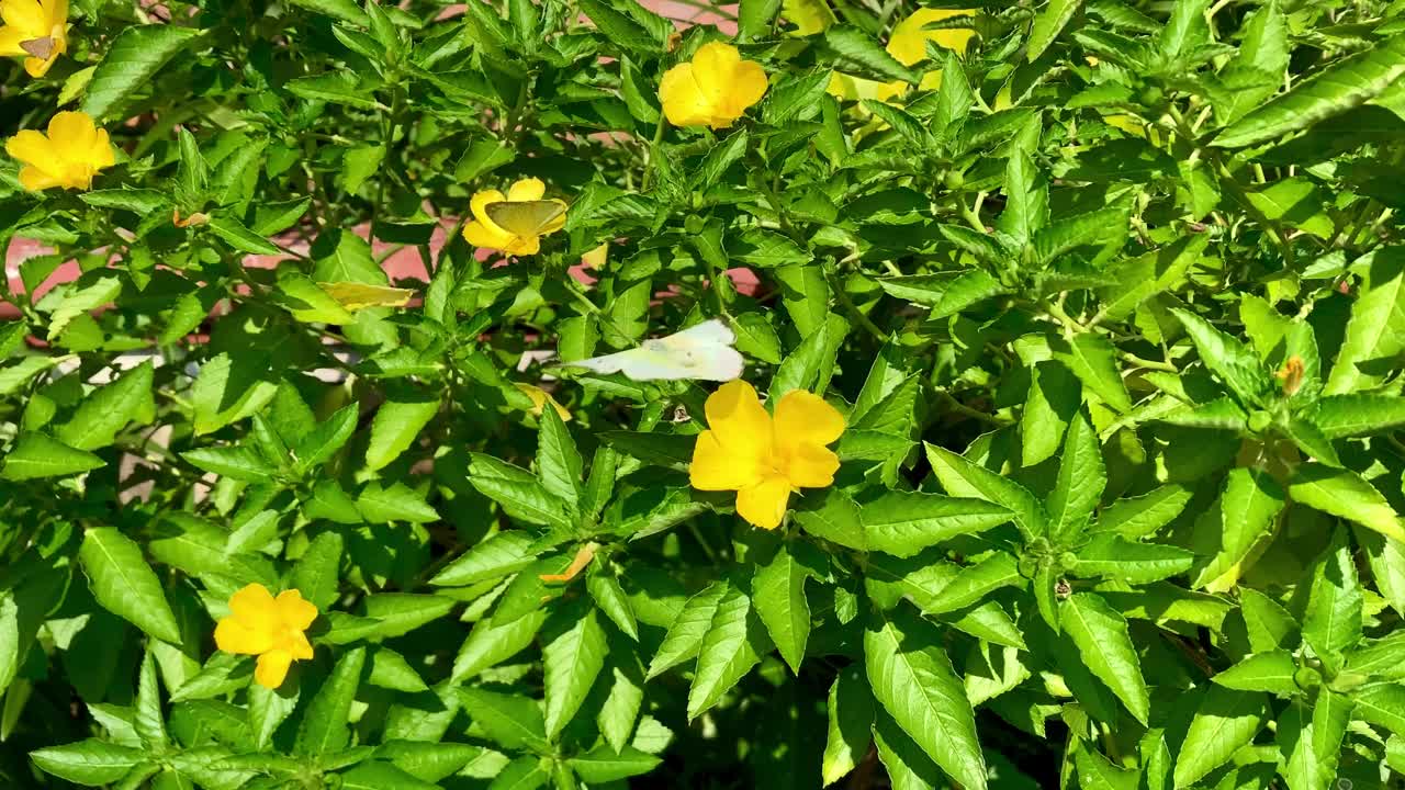 花园里的黄花和蝴蝶一起为花蜜授粉视频下载