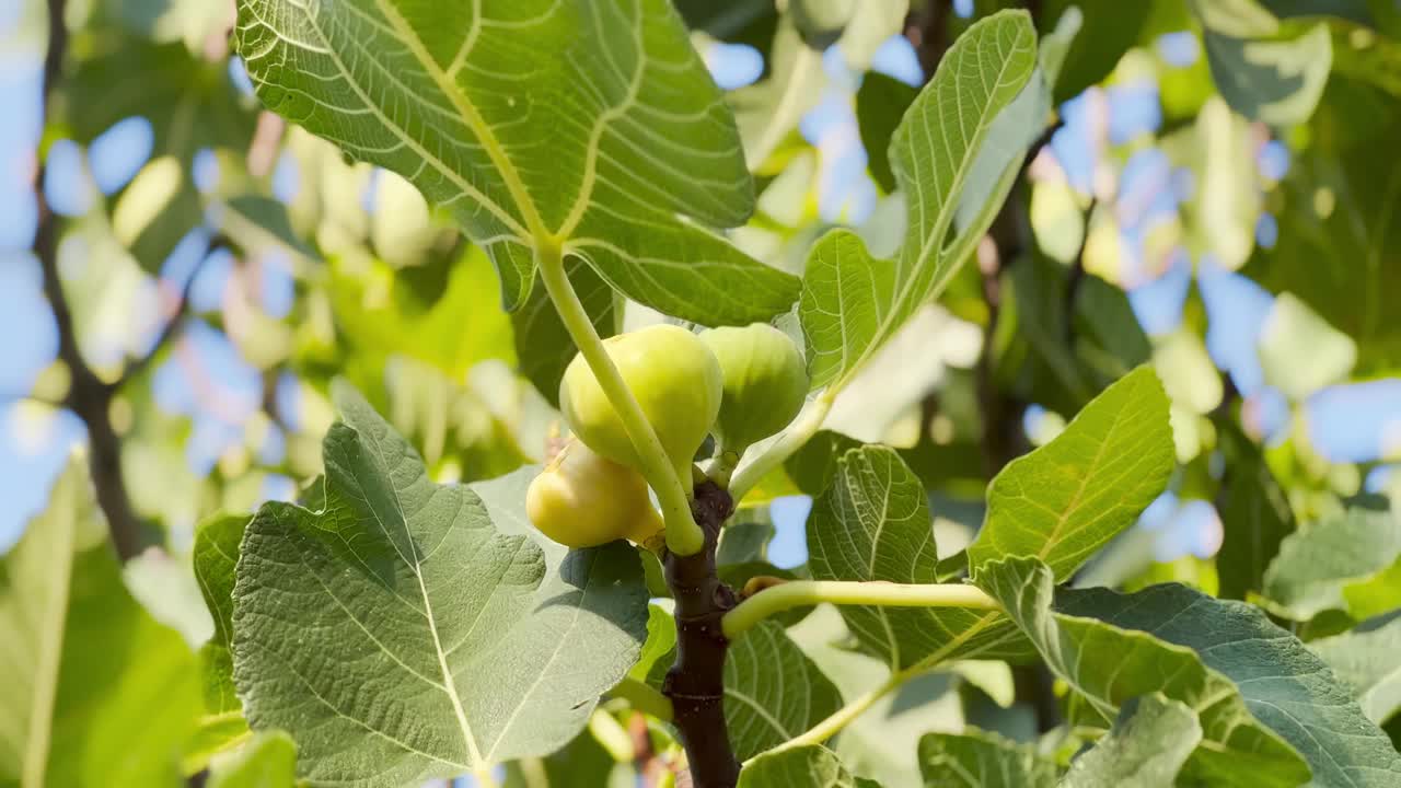 树上的绿无花果视频素材