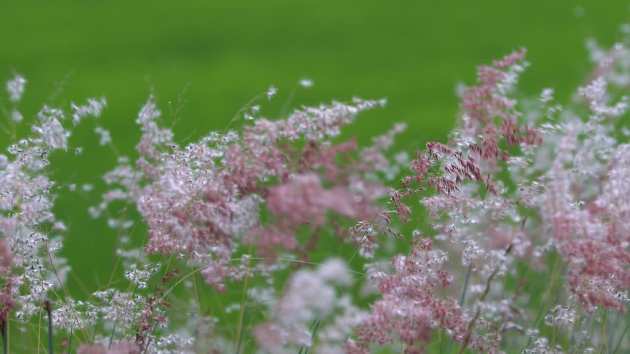 芦苇花视频下载