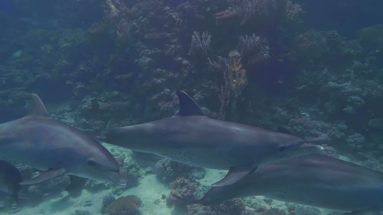 常见的宽吻海豚或大西洋宽吻海豚(Tursiops truncatus)与珊瑚礁中的珊瑚礁屏障视频素材