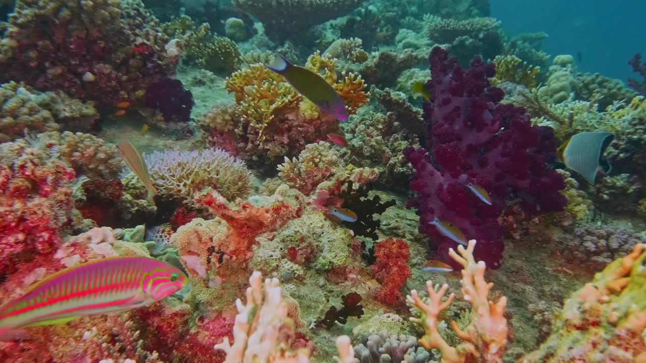 埃及红海珊瑚礁中的克伦青格濑鱼、橙面蝶鱼(幼毛目)和科尔特斯彩虹濑鱼视频素材