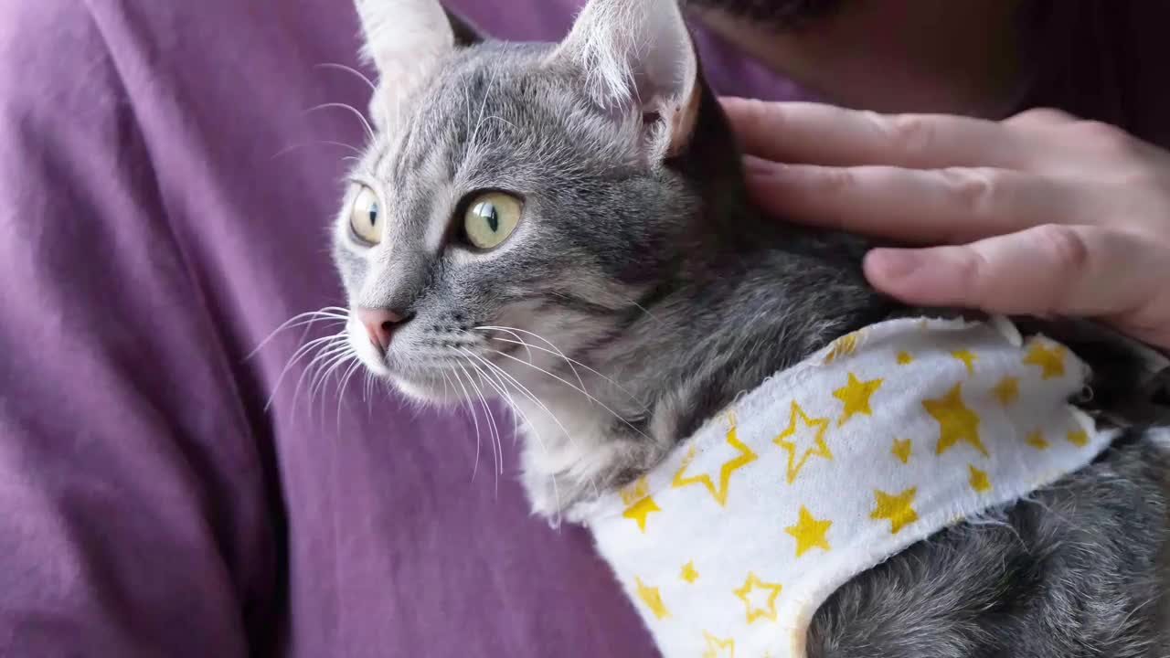 宠物消毒概念。可爱的猫咪肖像，在特殊的套装绷带手术后恢复视频素材
