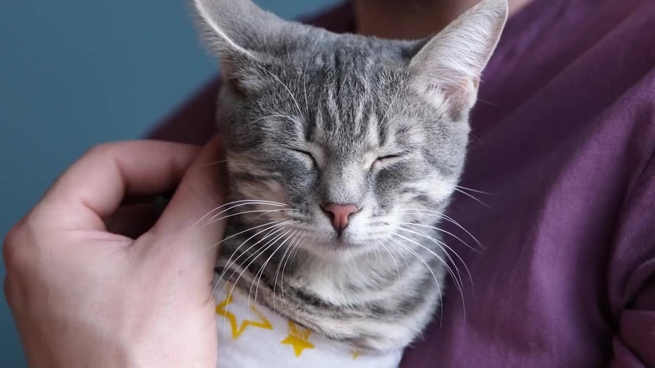 宠物消毒概念。可爱的猫咪肖像，在特殊的套装绷带手术后恢复视频素材