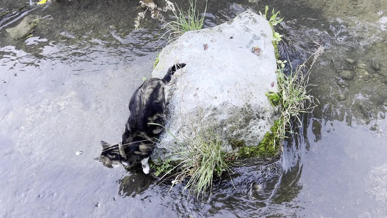 一只猫在河里的石头上玩耍的视频视频素材