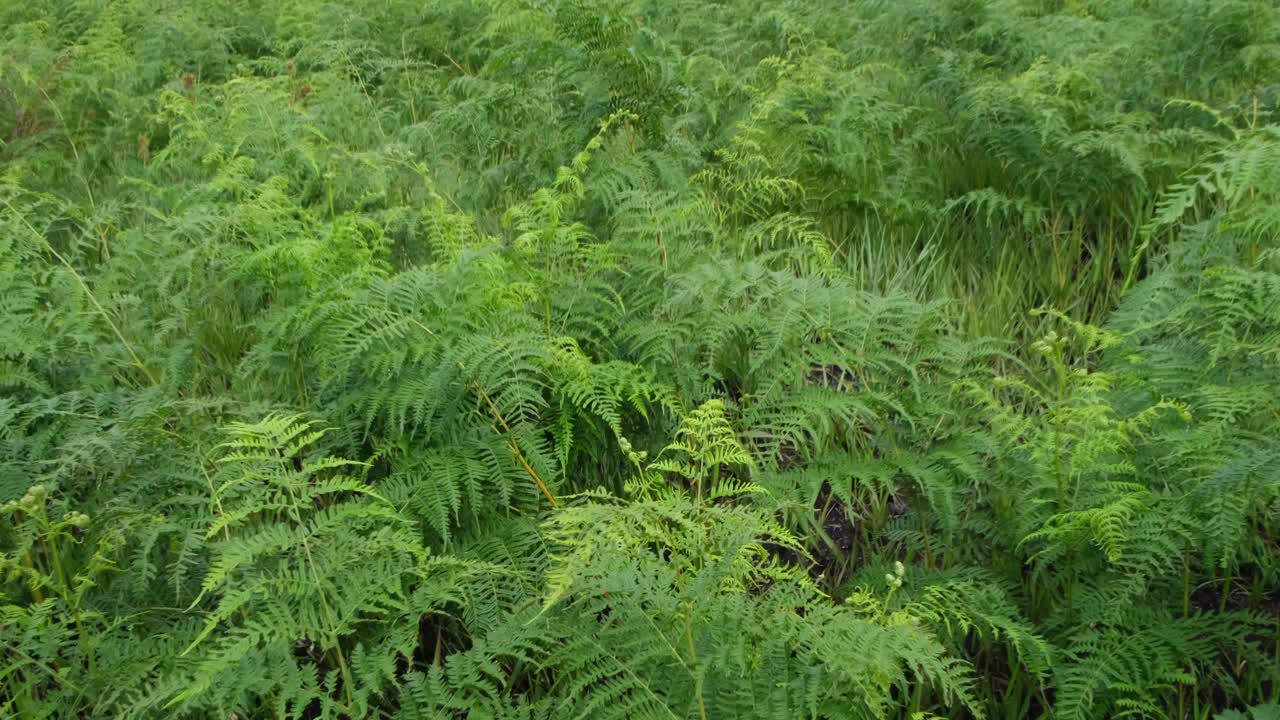 蕨类植物紧挨着绿草视频下载