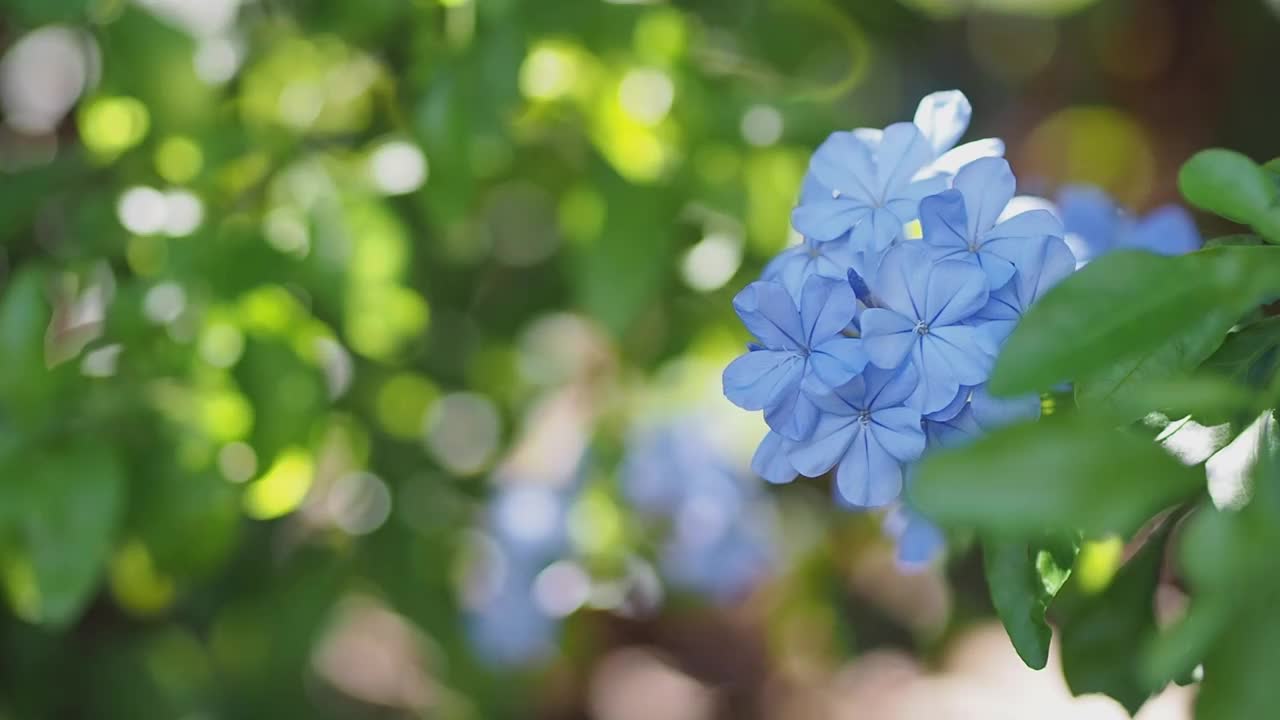 绣球花在花园里盛开。视频素材