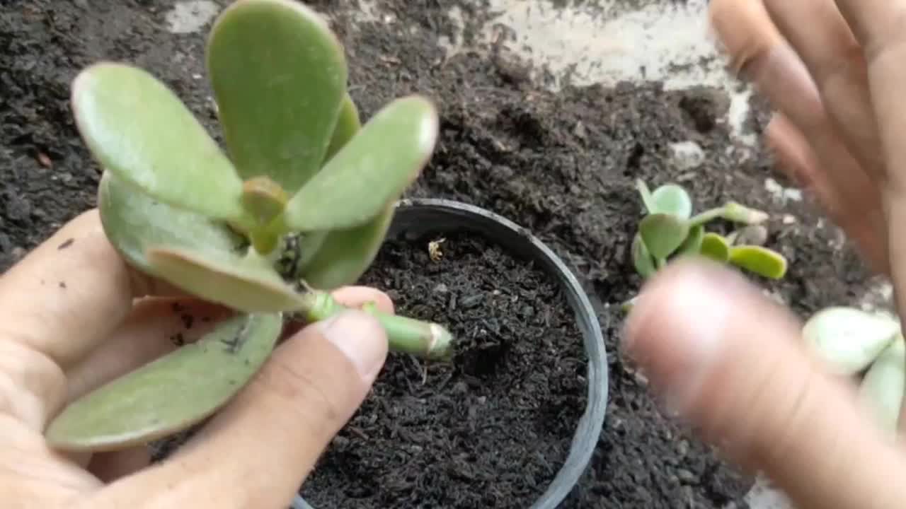 如何用茎插枝繁殖玉石植物视频素材