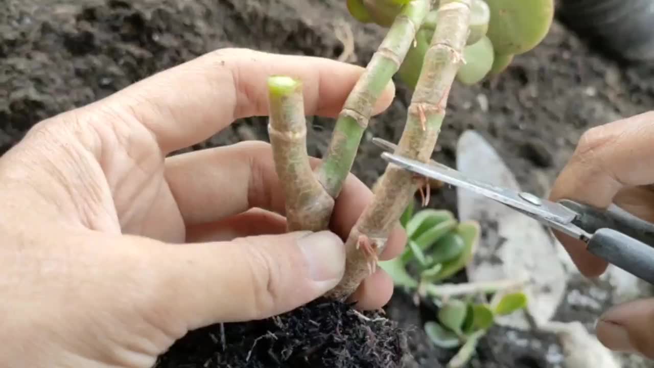 如何用茎插枝繁殖玉石植物视频素材