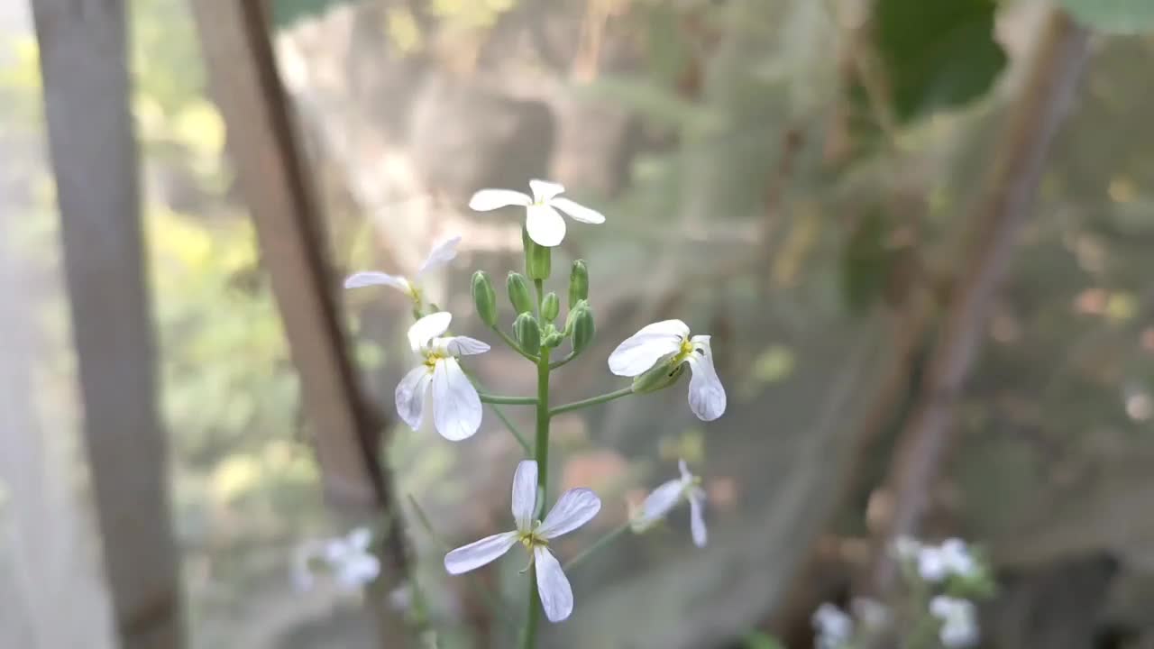 萝卜花开得很漂亮视频素材