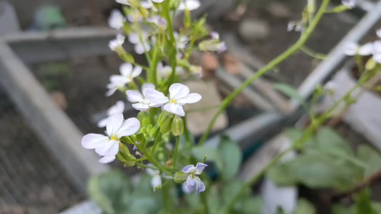 萝卜花开得很漂亮视频素材