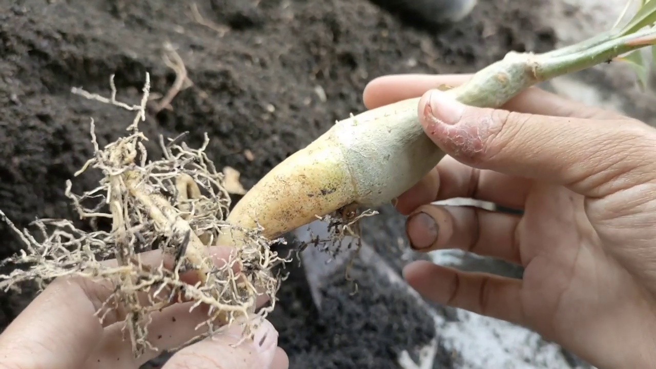 种植桂花树盆景视频素材