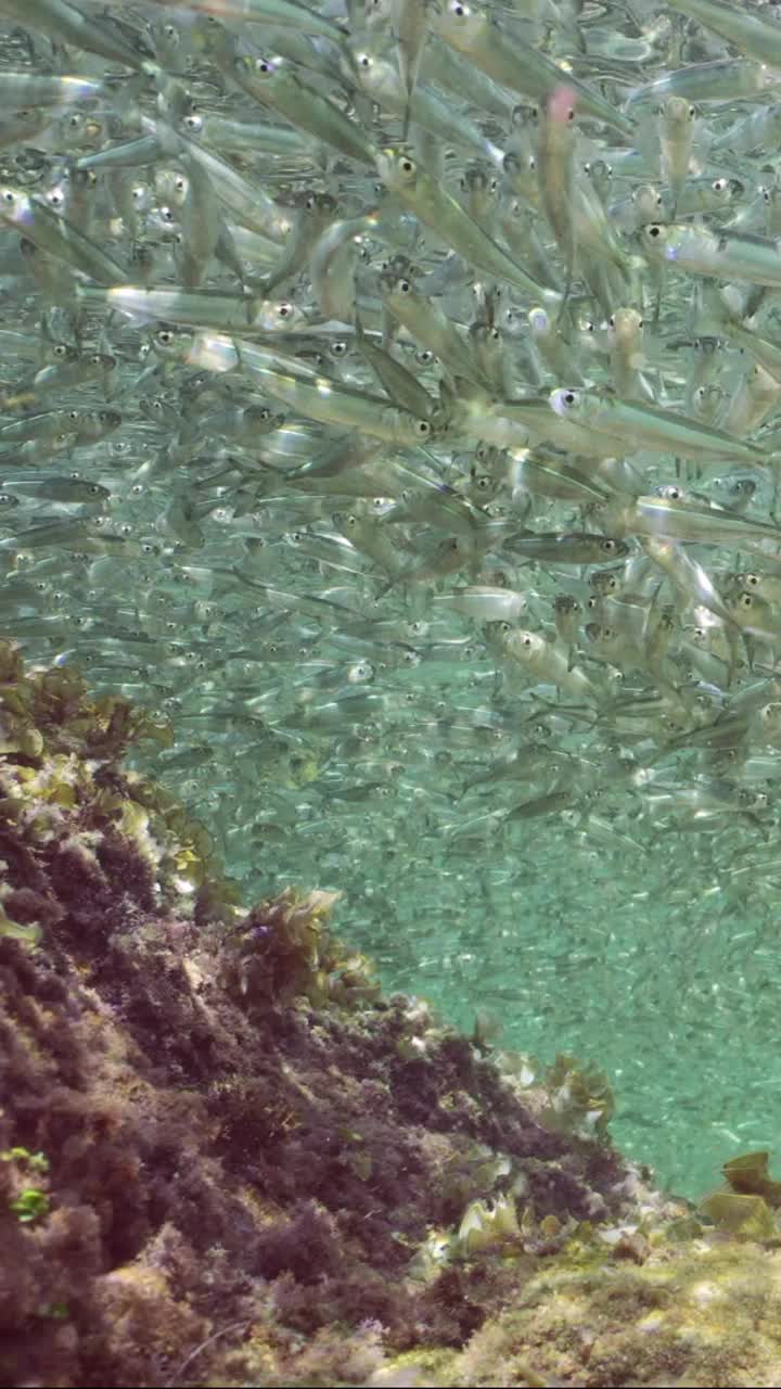 一大群银鱼游在靠近礁石的沿海地区视频素材