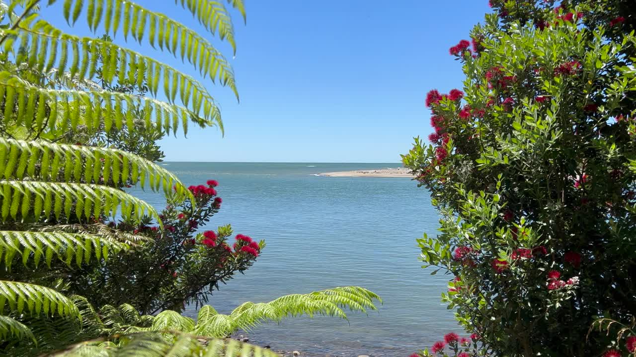 夏天透过蕨类植物和Pōhutukawa树的海景视频素材